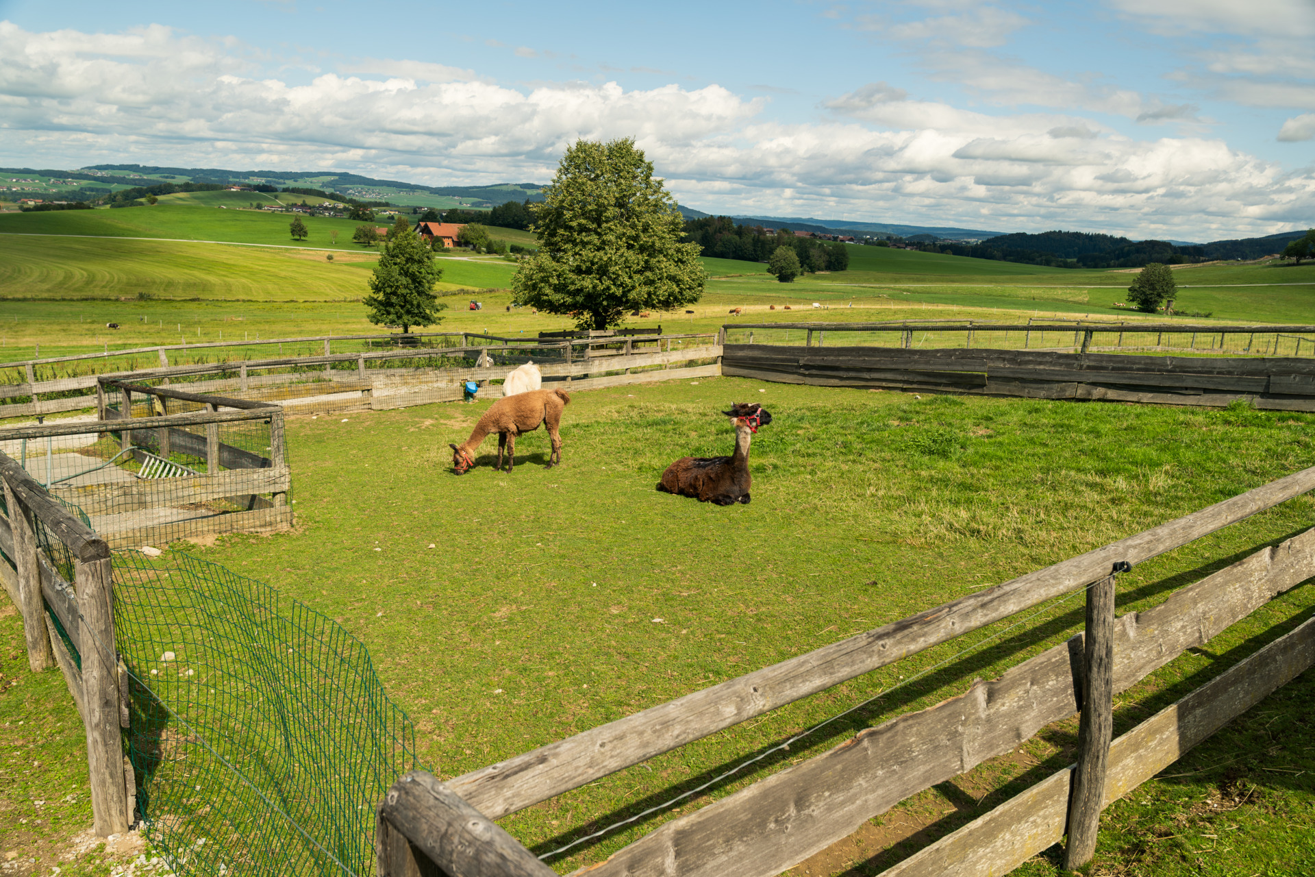 Alpakas auf einer grünen Weide mit Holzzaun und sanfter Hügellandschaft im Hintergrund.